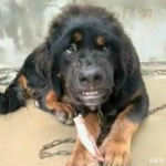藏獒吃主人,探究忠诚犬种背后的悲剧与原因