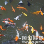 周公解梦 梦见吃鱼,梦见吃鱼的寓意与象征