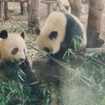 娱乐吃瓜熊猫视频在线观看,在线观看，笑料连连