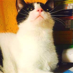 娱乐吃瓜酱猫妈妈,揭秘娱乐圈背后的温馨故事