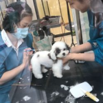 苏州宠物网,一站式宠物购买与交流平台